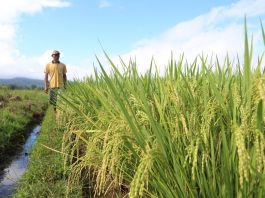 Kelompok Tani Padaidi Manfaatkan Irigasi Program PKPM PT Vale