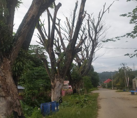 Pohon Kering di Pinggir Jalan Perumnas Lalombaa Bahayakan Pengendara