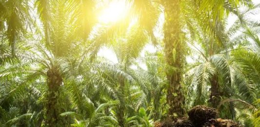 DARI KEBUN KE PABRIK: PERAN STRATEGIS BPDPKS DALAM MEWUJUDKAN INDUSTRI KELAPA SAWIT NET ZERO EMISSION