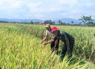 Program Padi Sri Organik PT Vale Berhasil Tingkatkan Pendapatan Petani Desa Puuroda