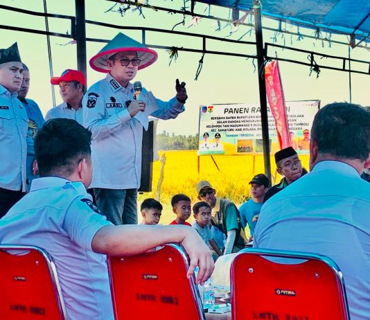 Sinergi Pemerintah dan Petani: Pesta Panen Padi Musim Tanam II di Kolaka Sukses Digelar