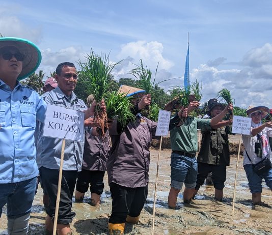 Demplot Padi di Puubunga: Harapan Baru dari Tanah yang Terus Menumbuhkan Kehidupan