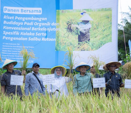 Dukung Asta Cita Presiden dan SDGs Ketahanan Pangan, PT Vale Panen Bersama Demplot Padi Berkelanjutan di Kolaka