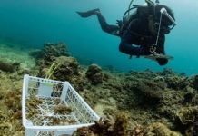 PT Vale Indonesia Tbk Perkuat Komitmen Jaga Lingkungan di Morowali