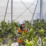 Efisiensi & Harga Nikel Dirong Kinerja PT Vale Triwulan I 2026