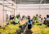 Dorong Generasi Peduli Lingkungan, PT Vale Edukasi Praktik Green Mining Lewat Nursery Tanggetada